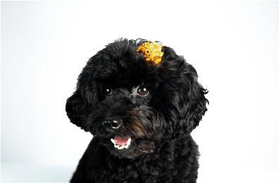 《薄暮夏梦》2月8日登陆多平台 夏日青春物语ADV